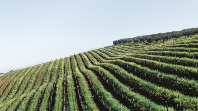 Vignobles du domaine viticole Tokara